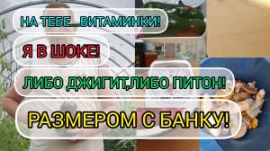 26.09.2023 ПСИХУЮ_ТУТ НИ ХРЕНА НЕТ!😕ХВАТИТ УЖЕ,НАДОЕЛО!🤨ТИХИЙ УЖАС В МОИХ ТЕПЛИЦАХ!😱