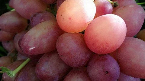 мой виноградник 2020 Часть 4