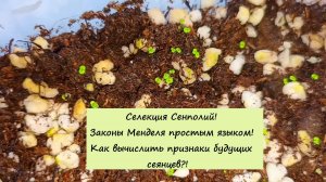 Селекция Сенполий! Законы Менделя простым языком! Как вычислить признаки будущих сеянцев?!