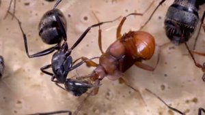 Как один маленький жучок может уничтожить целый муравейник? ЛОМЕХУЗА!!! А вы знаете?