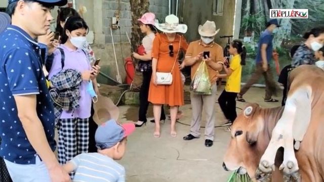 Gián và hành trình trở thành loài côn trùng phổ biến toàn cầu - PLO смотреть онлайн