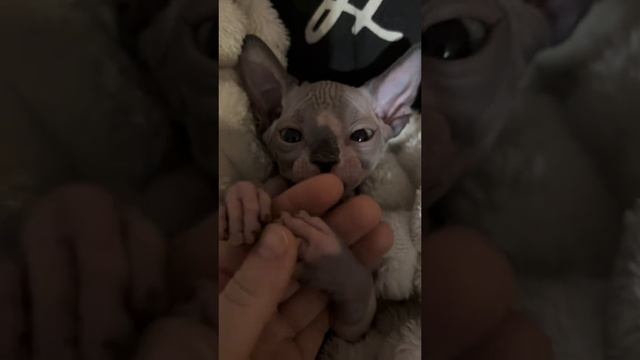 сфинкс💝