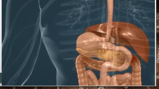 Здоровье ЖКТ как основа, NSP смотреть онлайн