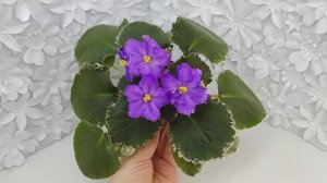 Фиалка ЛИС-Сапфировые Ручейки