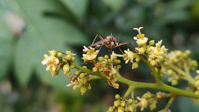 Macro world macro photography of insects macro macro photography of nature  Макро мир насекомые