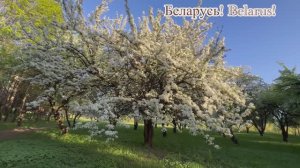 ЦВЕТУЩАЯ -БЕЛОРУССКАЯ ЗЕМЛЯ!БЕЛАРУСЬ! The blooming Belarusian land!Belarus!