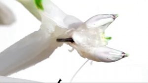 Мастер Маскировки/Орхидейный Богомол-Красивое и Необычное Насекомое!