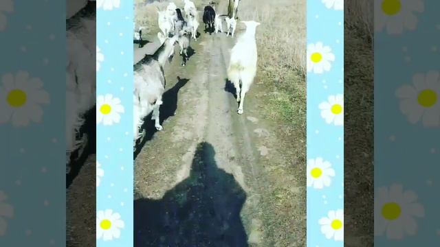 Наша прогулка)))