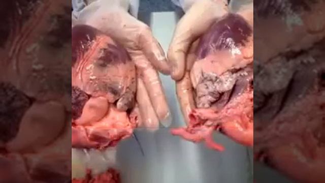 Мухаммад абу Усама Намерение смотреть онлайн