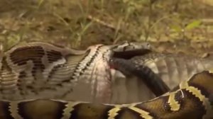 Кобра vs лев