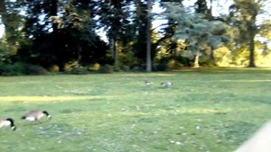 Отдых в Венсенском лесу. Остров Берси, Пернатые 🦚🦆 жители островов/Lac Daumesnil. Bois de Vincennes