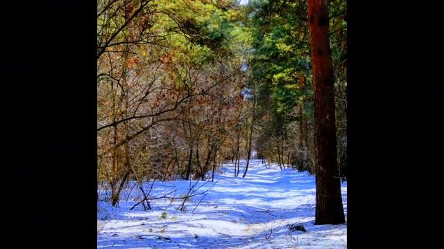Сосновый бор. Кемерово(слайд - шоу)