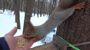 Незнакомая молодая белка