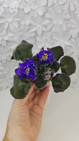 Фиалка ЕК-Кудри Посейдона