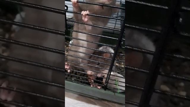 снимаю хомячку часть 4! хомячку ушла через 4 минуты съёмки ?! смотреть онлайн