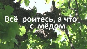 Сколько меда произвели роевые семьи пчел