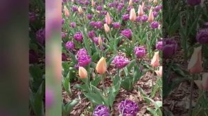 Tohir Mahkamov | Тохир Махкамов