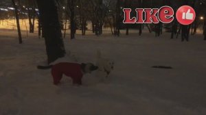 Обильный снег!Идём гулять!
