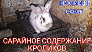 САРАЙНОЕ СОДЕРЖАНИЕ КРОЛИКОВ. КРОЛИКИ В САРАЕ.