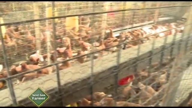 Poultry Farming Success Story: Young poultry farmer in Thika - Part 3