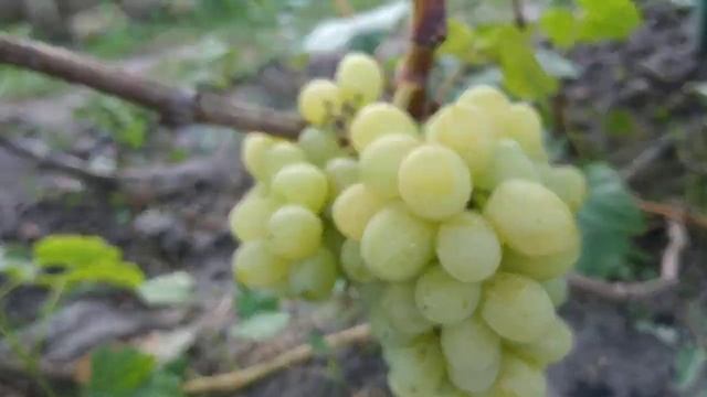 Виноград. Неудобные рукова* смотреть онлайн