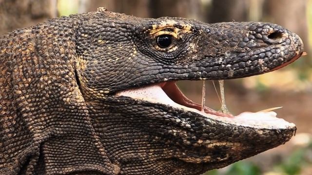 КОМОДСКИЙ ВАРАН — ядовитый и безжалостный КОРОЛЬ ДРАКОНОВ?! смотреть онлайн