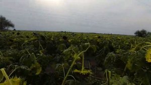 охота на голубя с чучелами