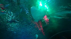 Документальный фильм о морских животных 3