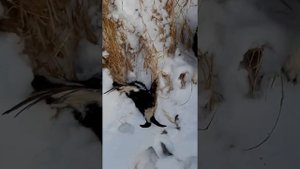 Охота с впо 208