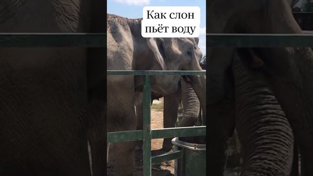 Как слон пьёт воду смотреть онлайн