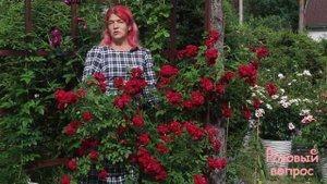 Роза Перенниал Домино. Цветение плетистой розы Перенниал Домино