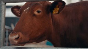 Как Делают Молоко на Ферме