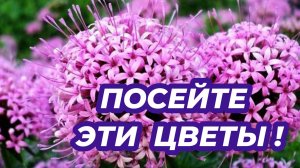 4 НЕПРИХОТЛИВЫХ многолетников из семян которые стоит посеять. Посадите эти растения в своем саду!