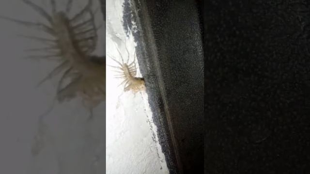 Польза от сараканошки