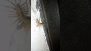 Польза от сараканошки