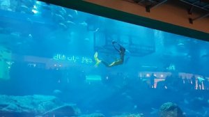 Русалки   в   аквариуме.