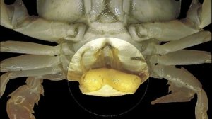 Саккулина: Паразит, превращающий Краба в Зомби