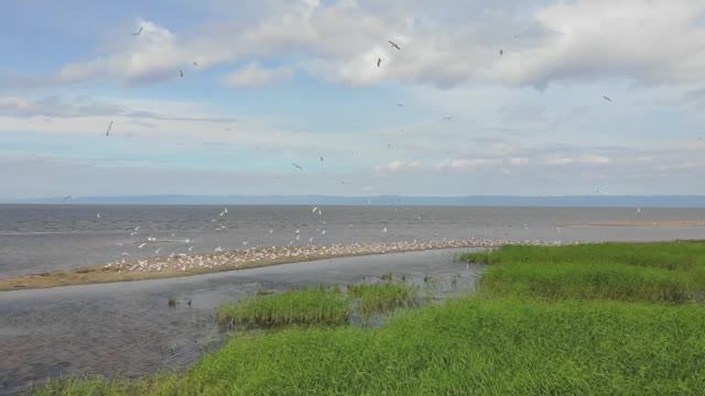 В поисках чегравы