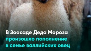 В Зоосаде Деда Мороза произошло пополнение в семье валлийских овец