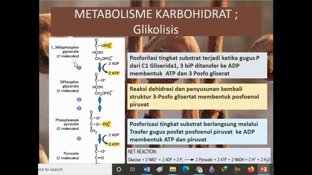 Membran Plasma смотреть онлайн