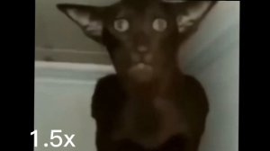 Миша, ты что пукнул? Миша пукает на разных скоростях