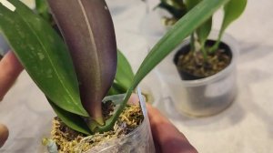 Есть одинаковые сорта, будем тестировать новый, для многих препарат