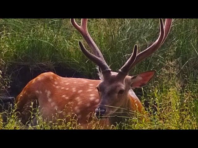 Белорусский лес ! Музыка для души Сергей Чекалин! Music relax! Nature Belarus!