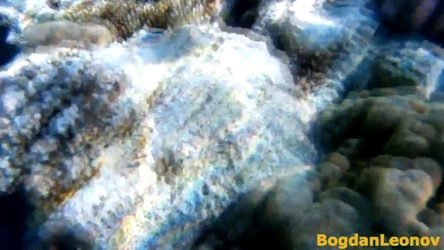 Рыба-клоун Egypt / (sjcam sj 4000 plus) 2 k смотреть онлайн