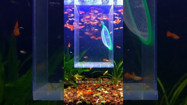 孔雀魚苗長多大可以合缸？小魚苗和大魚合缸混養的註意事項 смотреть онлайн