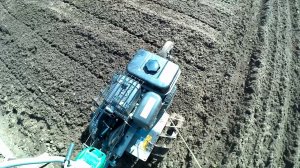 нарезка борозд под картофель культиватором .