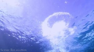 Под водой — живописный фильм о дикой природе с успокаивающей музыкой!...