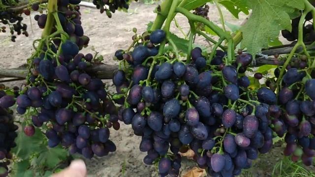 Виноград. Помогаем вызреванию смотреть онлайн