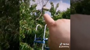 Спасём черешню от воробьёв.