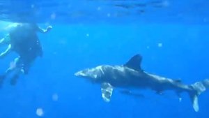 Shark Week Carcharhinus Longimanus Oceanic Whitetip shark